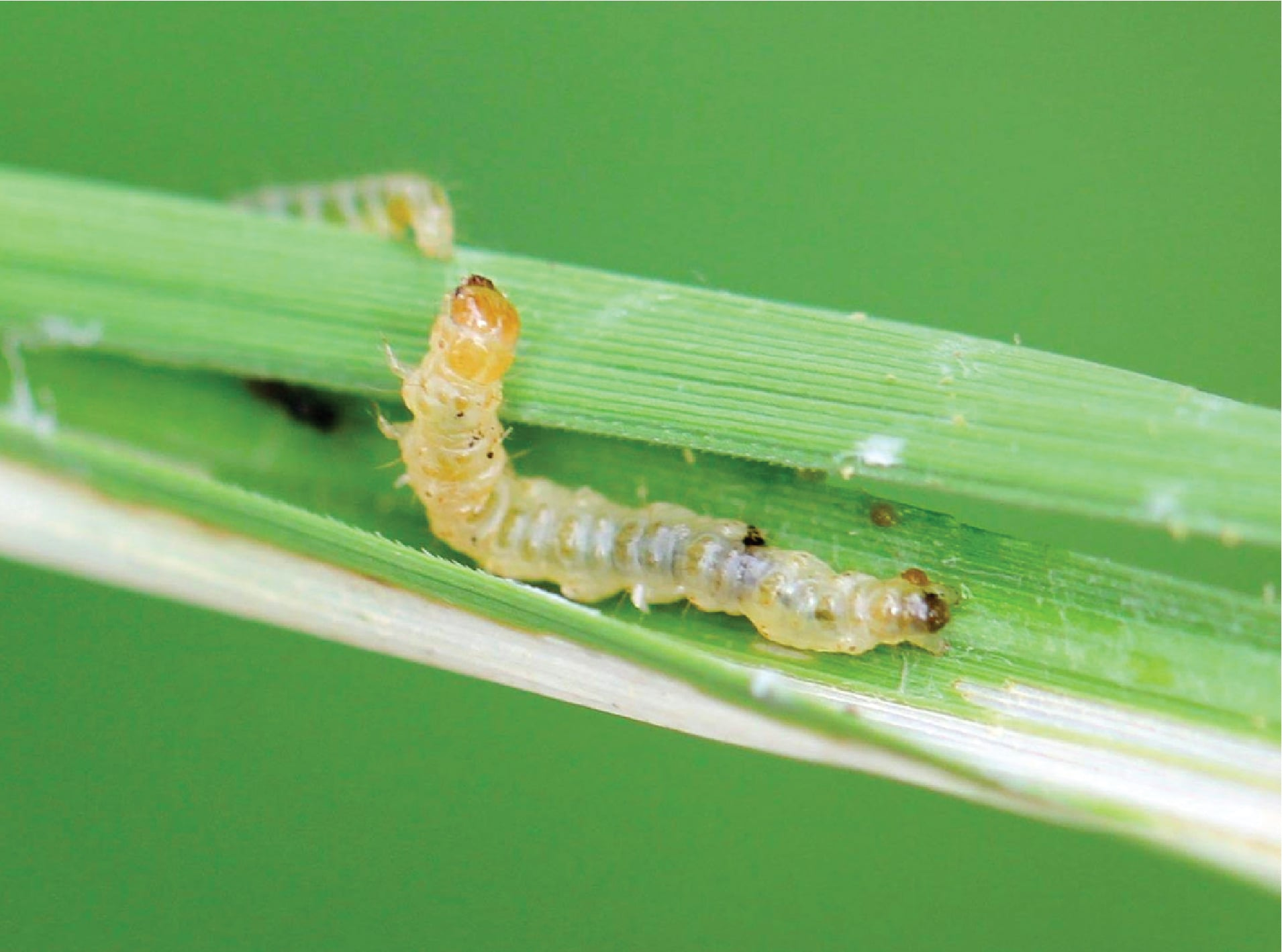 Sâu cuốn lá (Cnaphalocrocis medinalis)