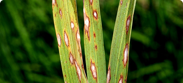 Đạo ôn lá (Pyricularia oryzae)