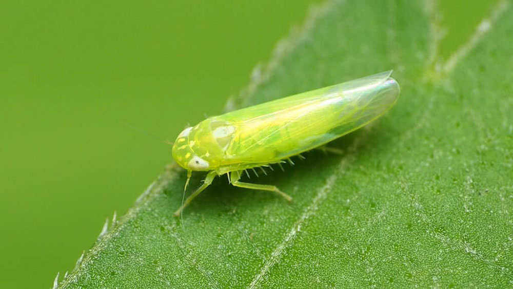 Rầy Sâu (Nilaparvata lugens)