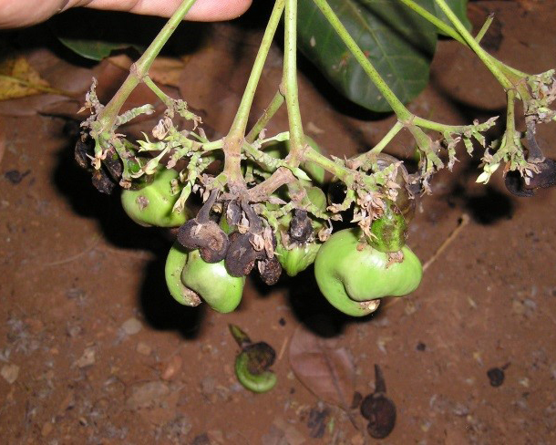Nấm bệnh