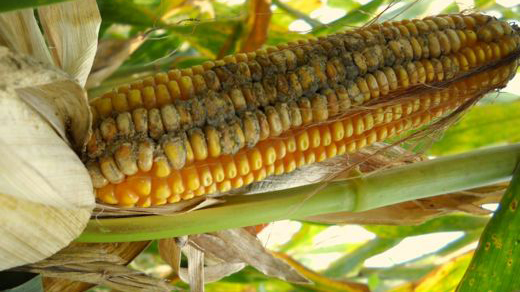 Nấm bệnh